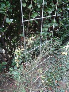 Den Rosen die St&uuml;tze nehmen