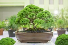 Zimmerpflanzen - Pflege im Winter