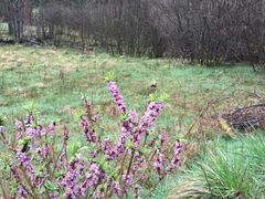 Hochgiftiger Seidelbast