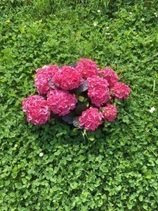 Farbwechsel bei der Hortensie