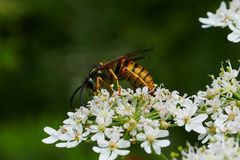 Sommerzeit, Wespenzeit