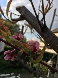 Kein R&uuml;ckschnitt, weniger Fr&uuml;chte