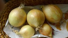 Aioli statt Antibiotika