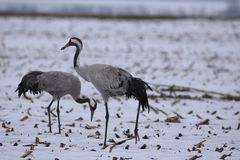 Kraniche im Schnee
